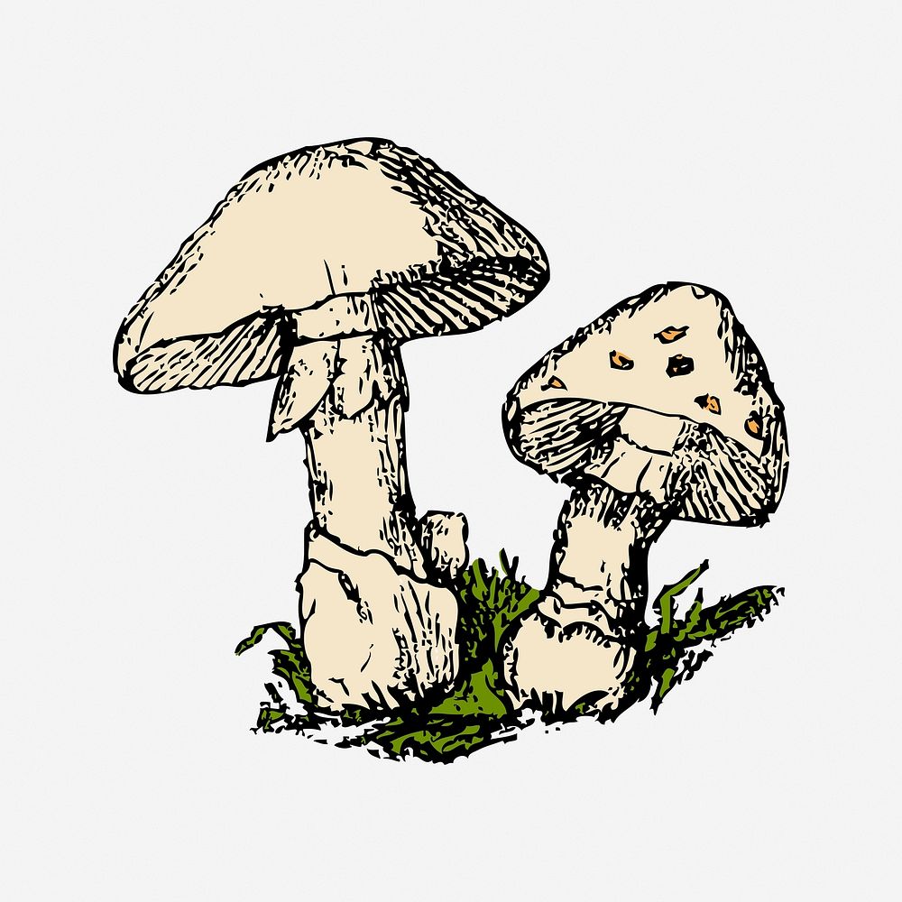 Mushroom illustration. Free public domain CC0 image.