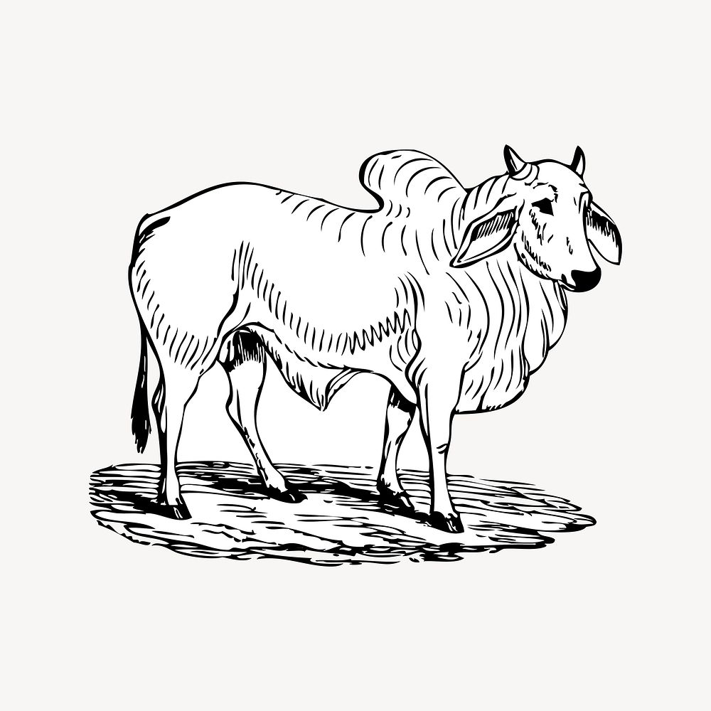 Brahman cow clipart, vintage illustration vector. Free public domain CC0 image.