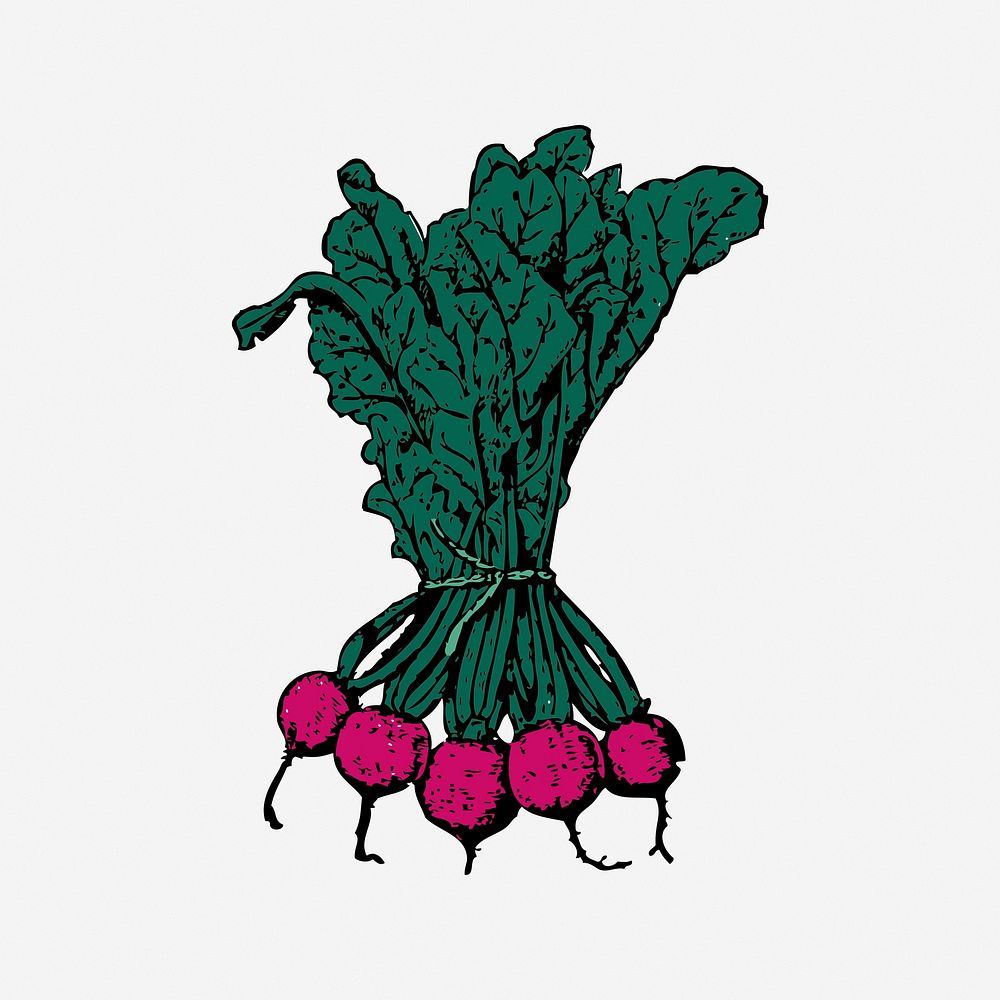 Beets illustration. Free public domain CC0 image.