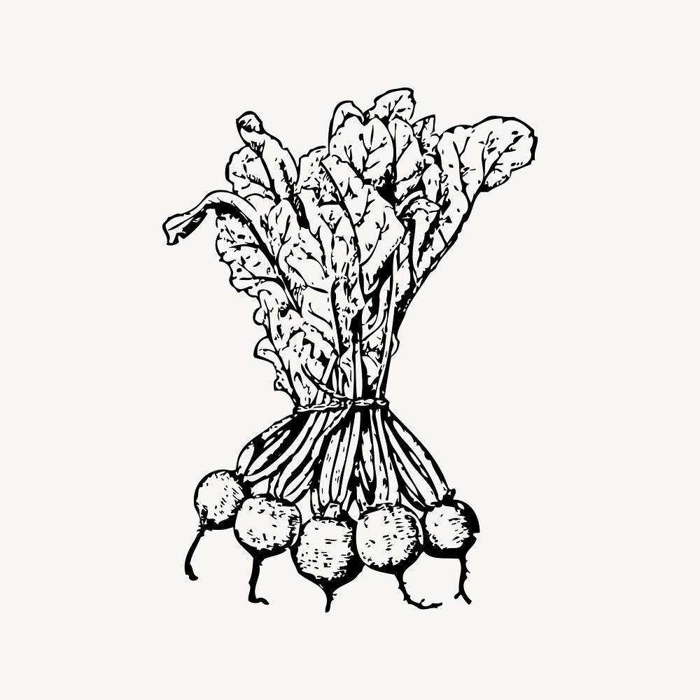 Beets clipart, vintage illustration vector. Free public domain CC0 image.