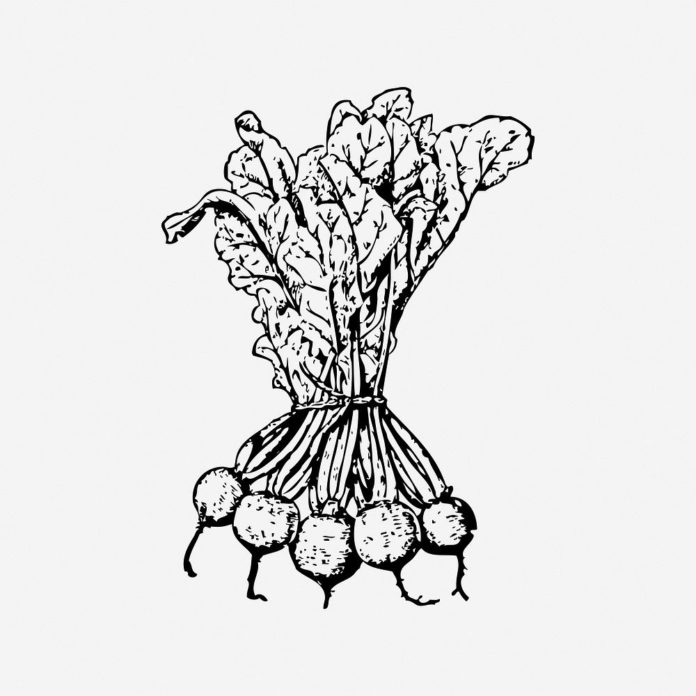 Beets, black & white illustration. Free public domain CC0 image.
