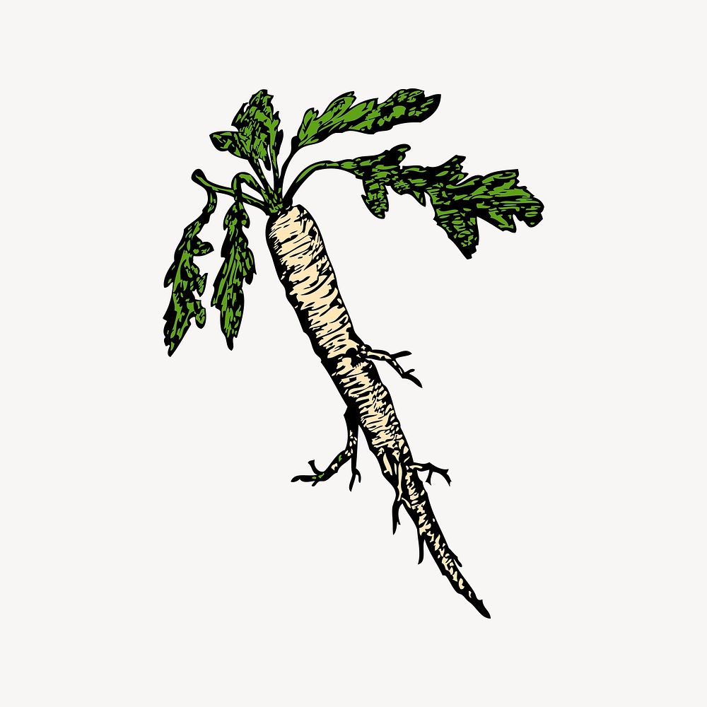 Radish clipart, vintage illustration vector.