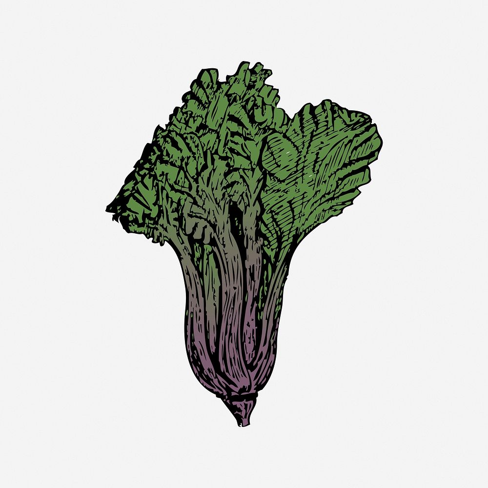 Vegetable illustration. Free public domain CC0 image.