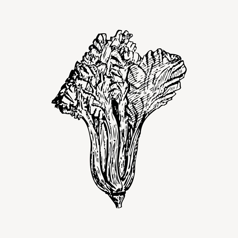 Vegetable clipart, vintage illustration vector. 