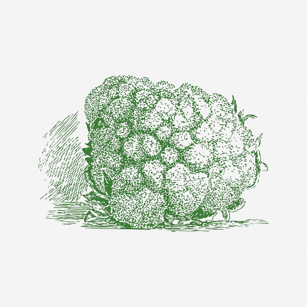 Cauliflower drawing hi-res stock photography and images - Page 4 - Alamy