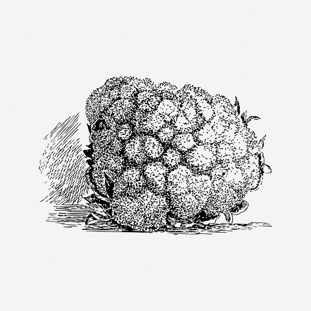 Cauliflower Drawing Vegetable Food Cartoon Illustration Element PNG Images  | PSD Free Download - Pikbest