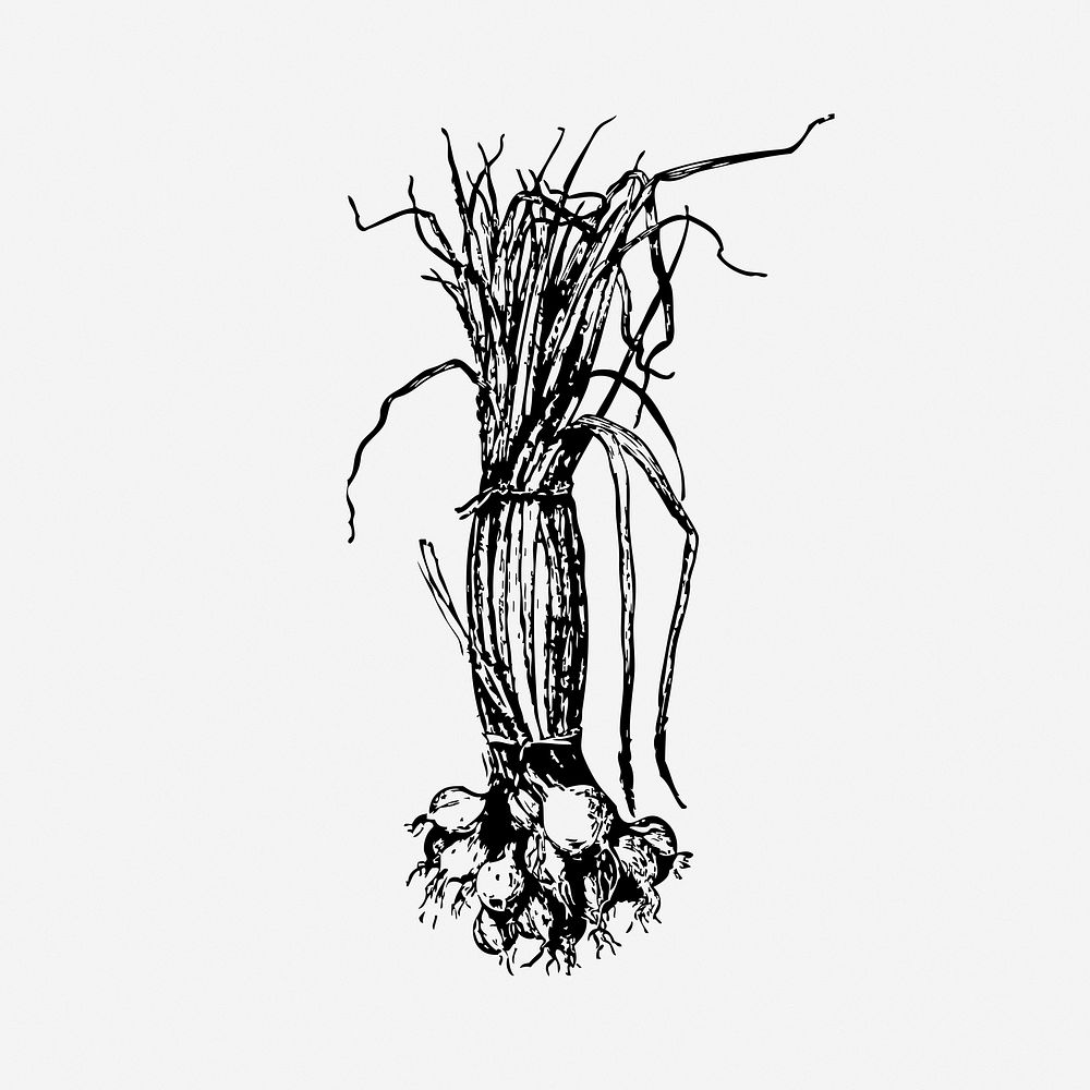 Onion, black & white illustration. Free public domain CC0 image.