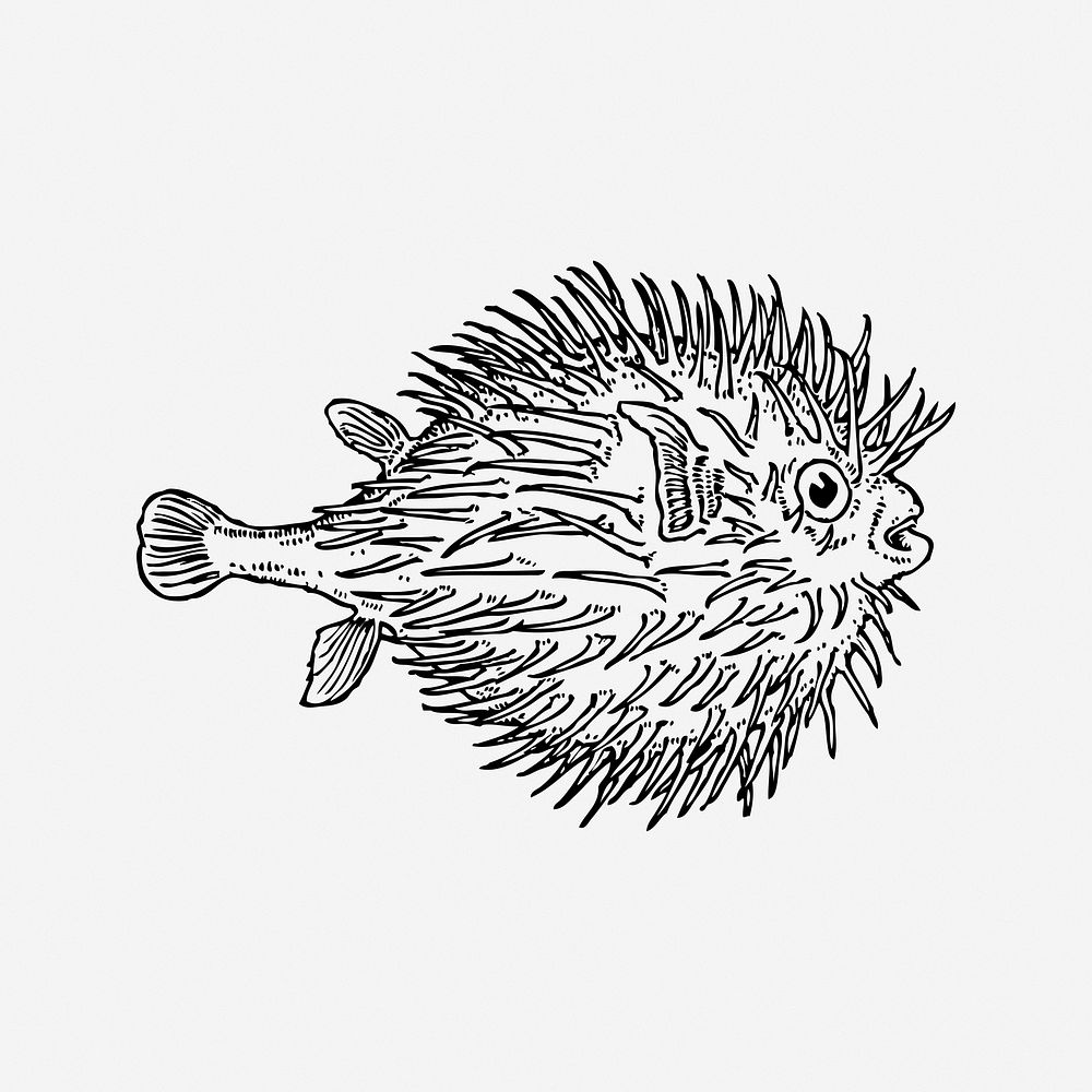 Blowfish, black & white illustration. Free public domain CC0 image.