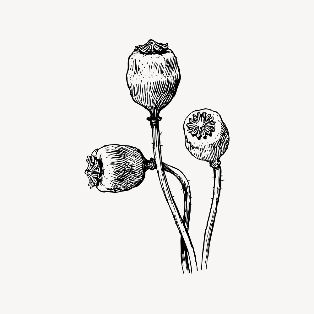 Poppy pods clipart, vintage illustration vector. Free public domain CC0 image.