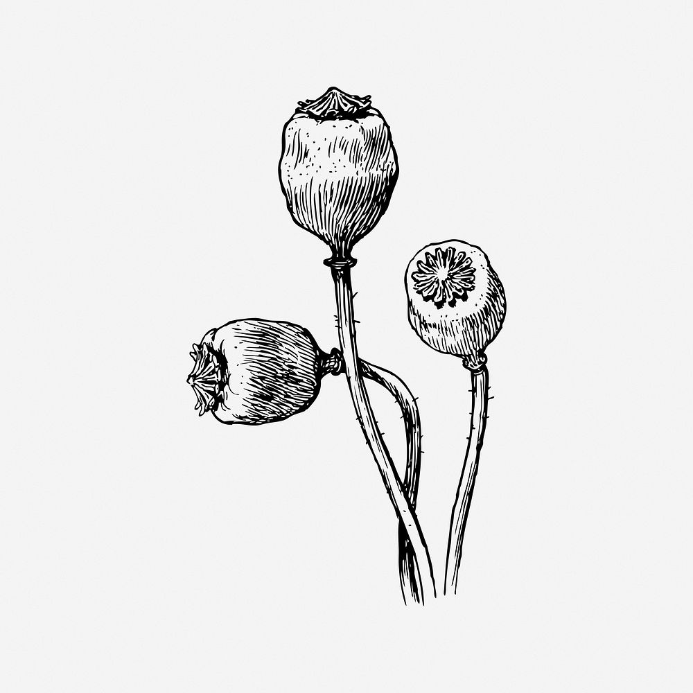 Poppy pods, black & white illustration. Free public domain CC0 image.