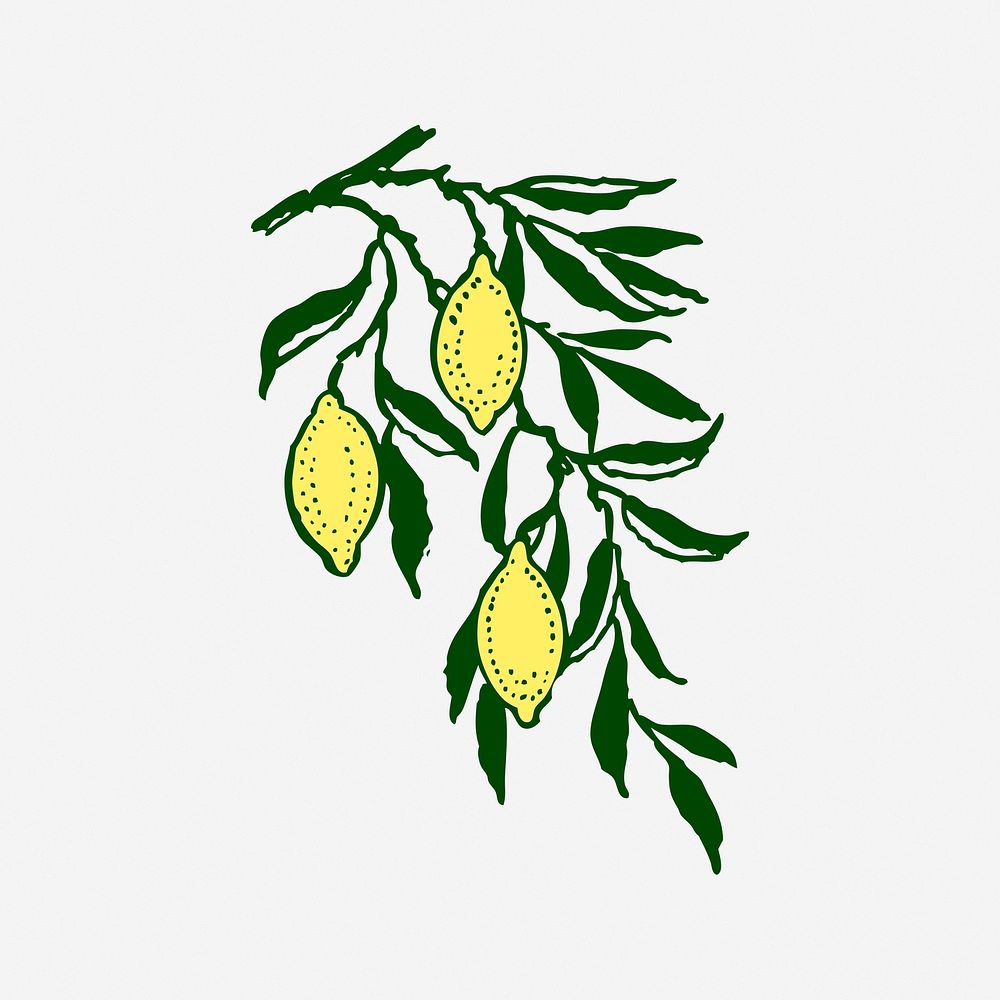 Lemon illustration. Free public domain CC0 image.