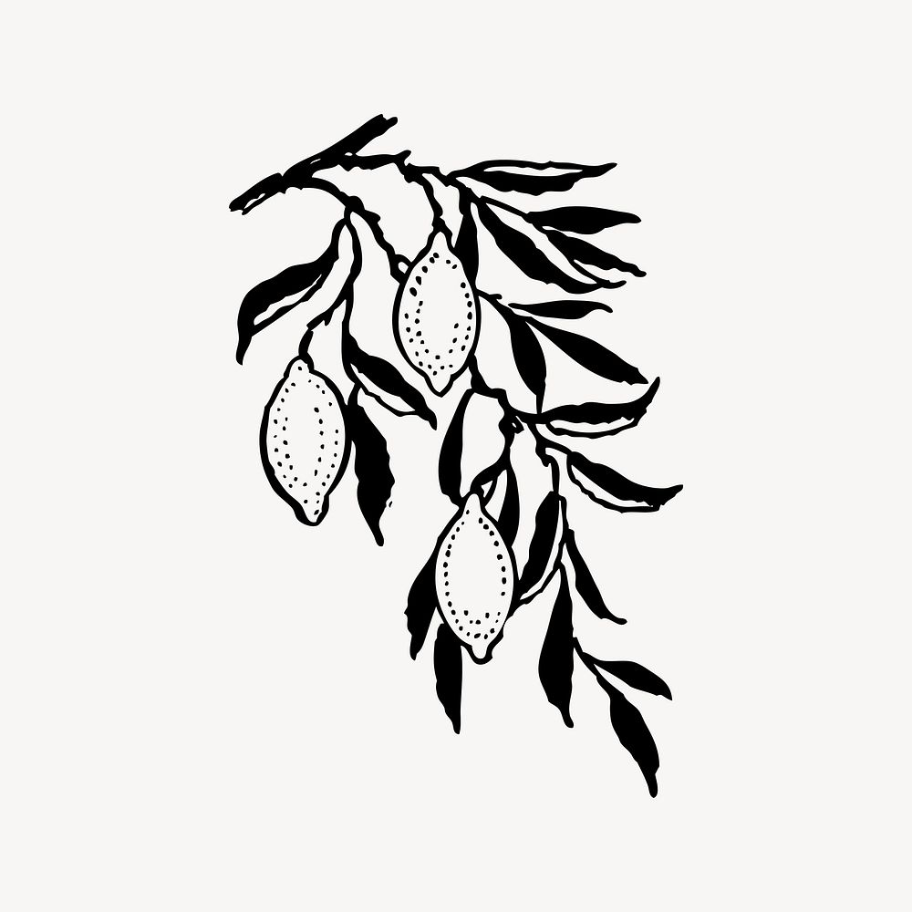 Lemon clipart, vintage illustration vector. 