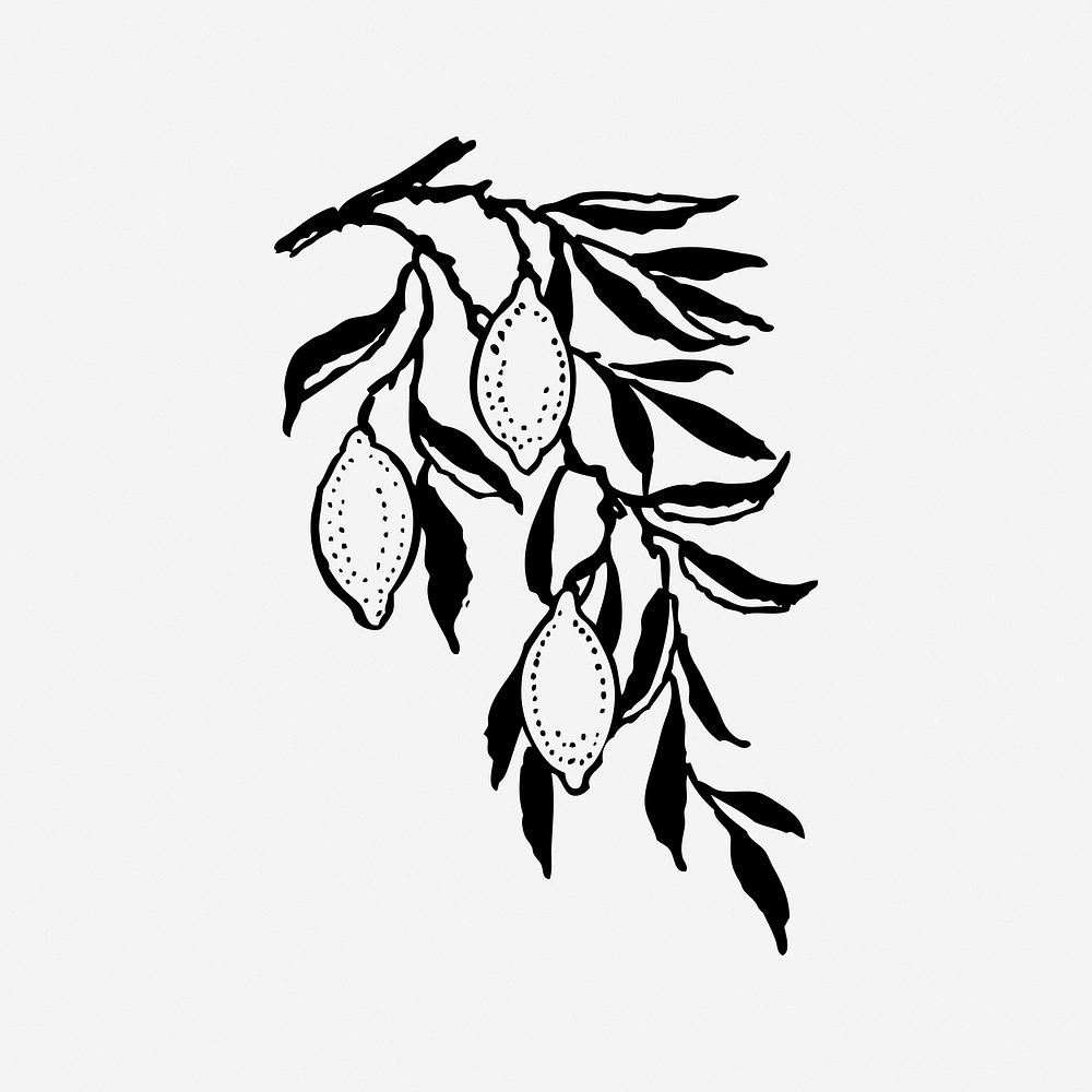 Lemon, black & white illustration. Free public domain CC0 image.
