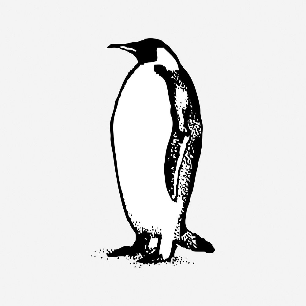 Penguin, black & white illustration. Free public domain CC0 image.
