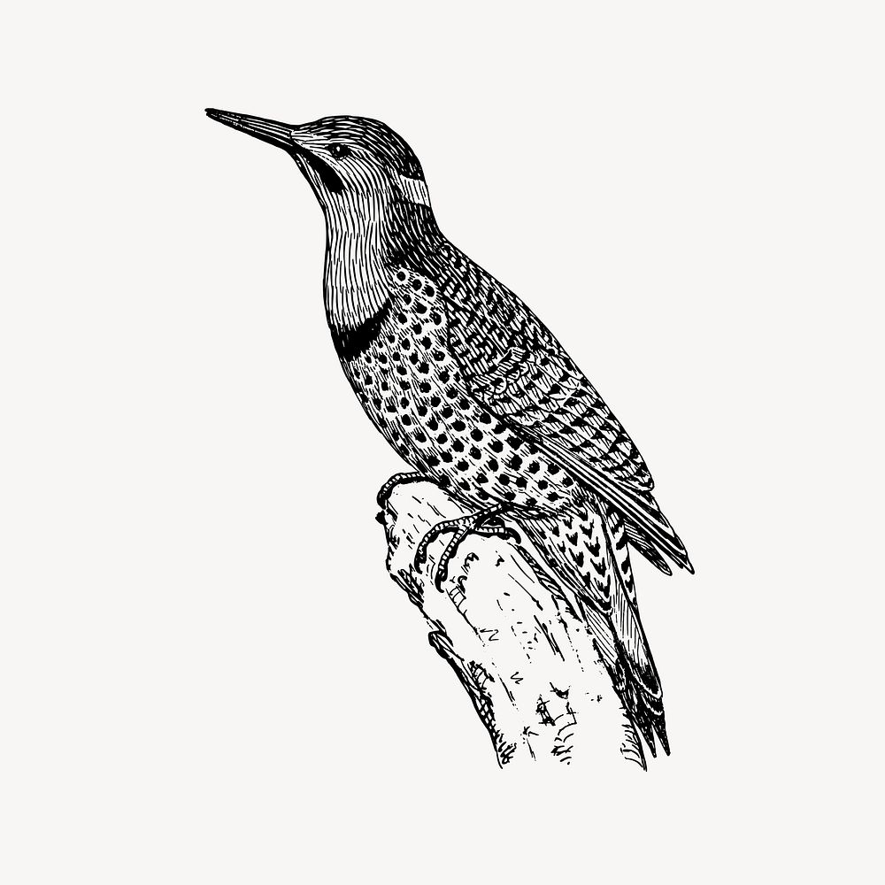 Flicker birds clipart, vintage illustration vector. Free public domain CC0 image.