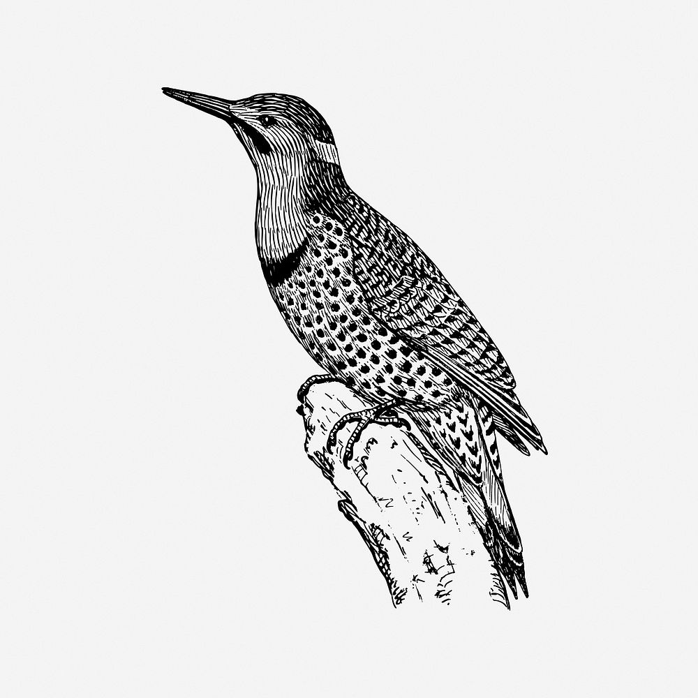 Flicker birds, black & white illustration. Free public domain CC0 image.