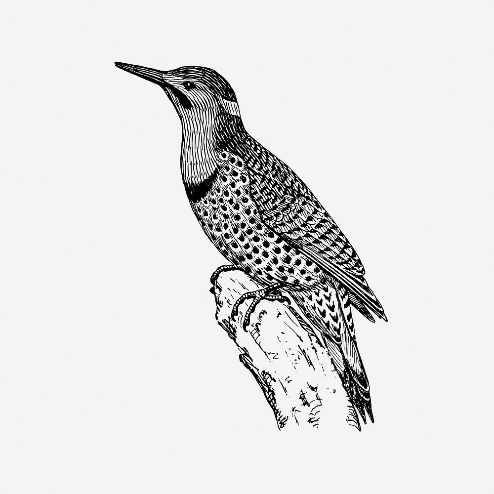 Flicker birds collage element, black & white illustration psd. Free public domain CC0 image.