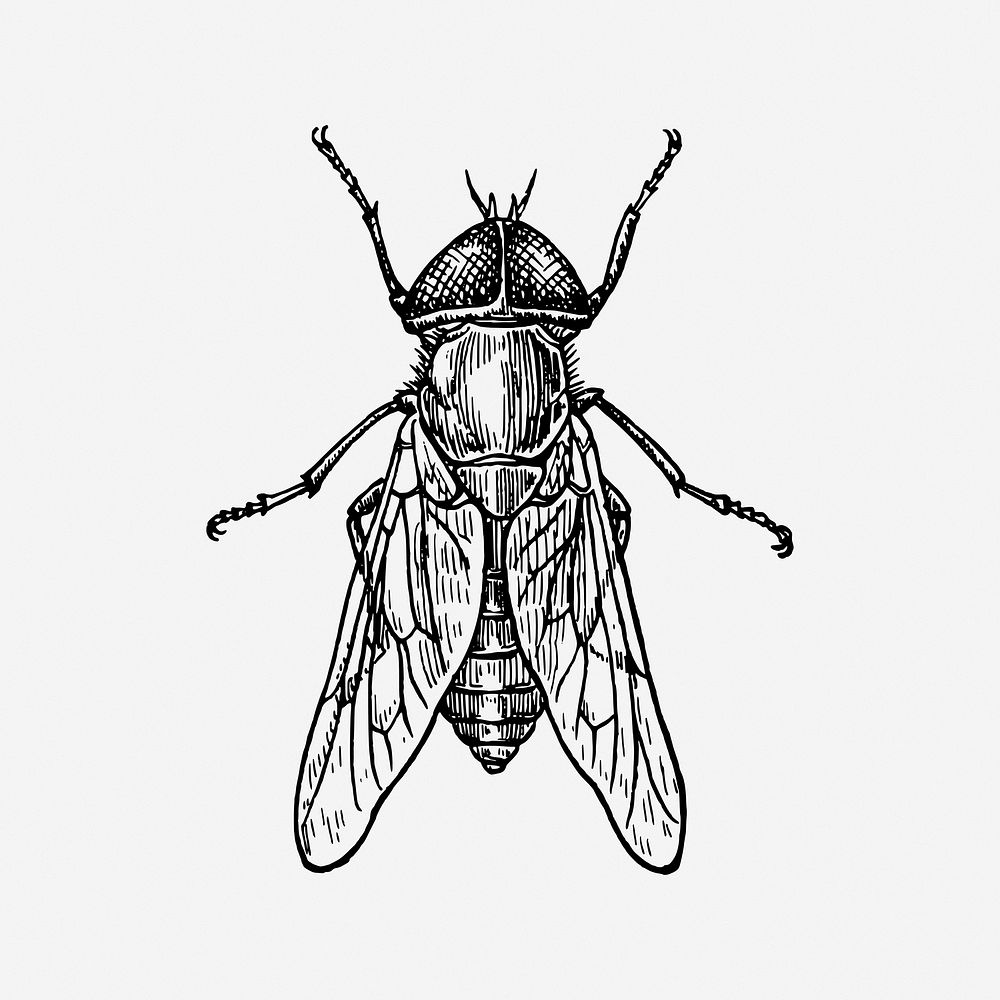 Fly, black & white illustration. Free public domain CC0 image.