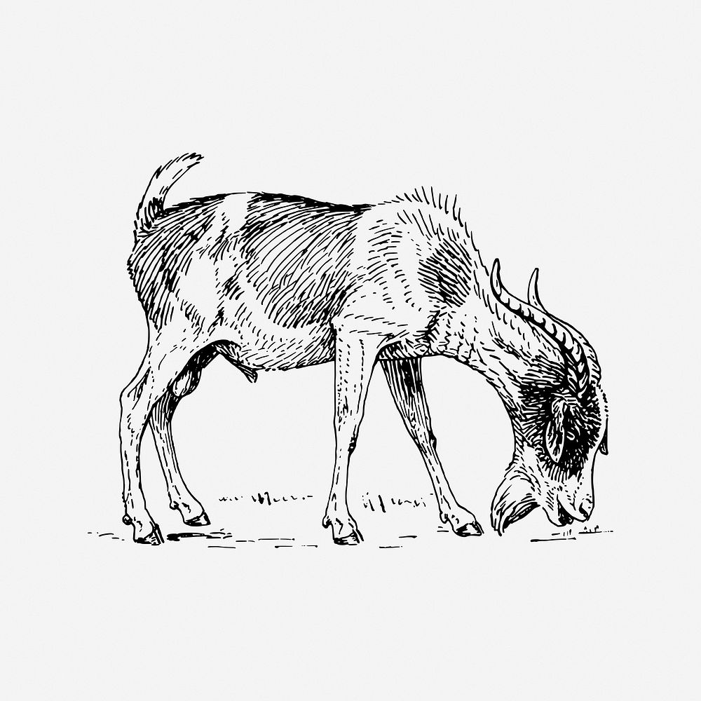 Goat, black & white illustration. Free public domain CC0 image.