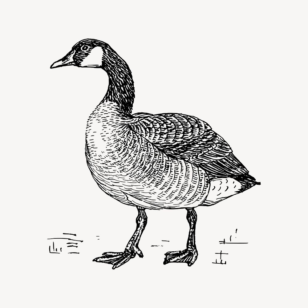 Duck clipart, vintage illustration vector. Free public domain CC0 image.