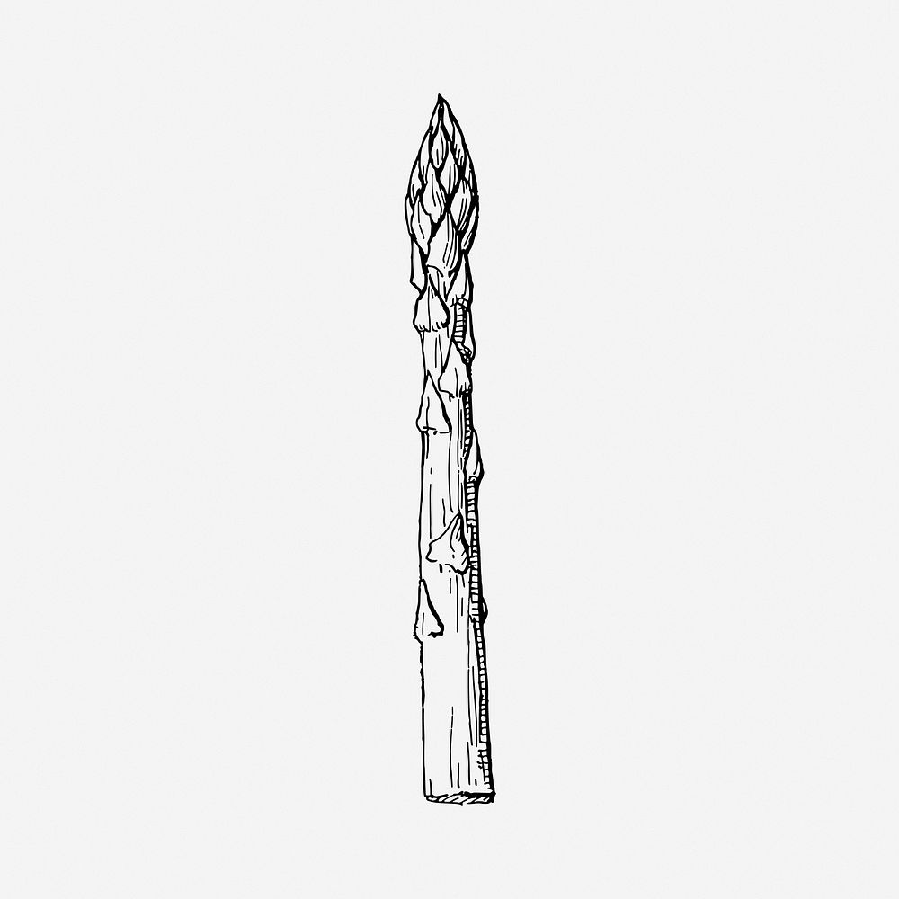 Asparagus, black & white illustration. Free public domain CC0 image.