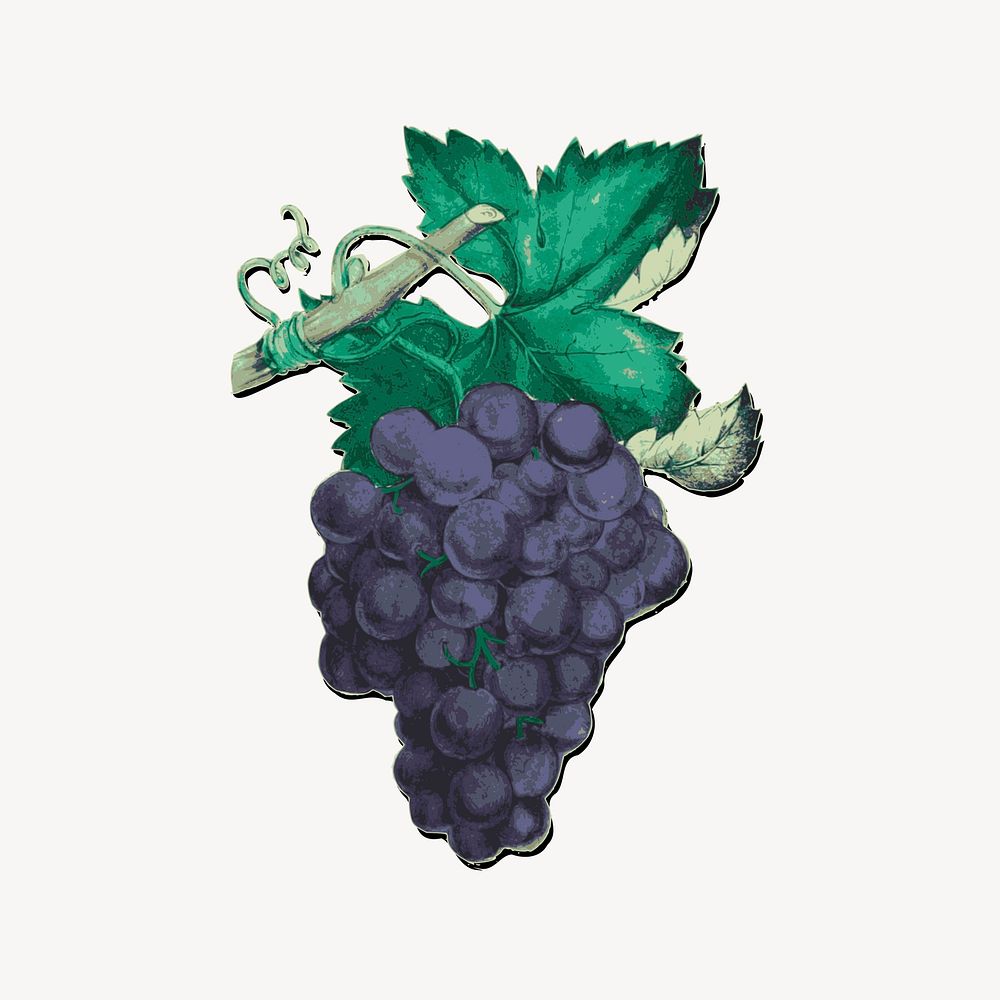 Grapes clipart, vintage illustration vector. Free public domain CC0 image.
