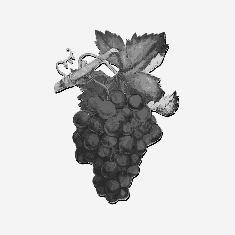 Grapes, black & white illustration. Free public domain CC0 image.