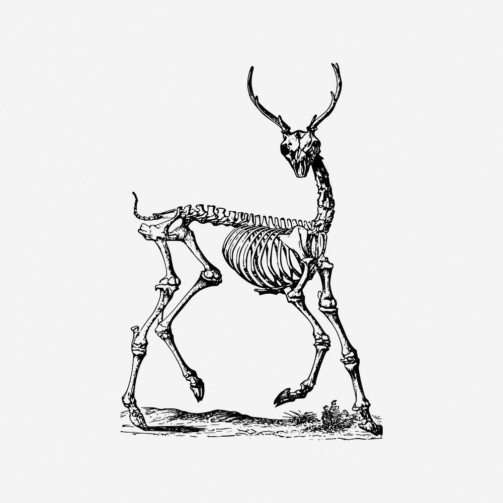 Deer skeleton, black & white illustration. Free public domain CC0 image.