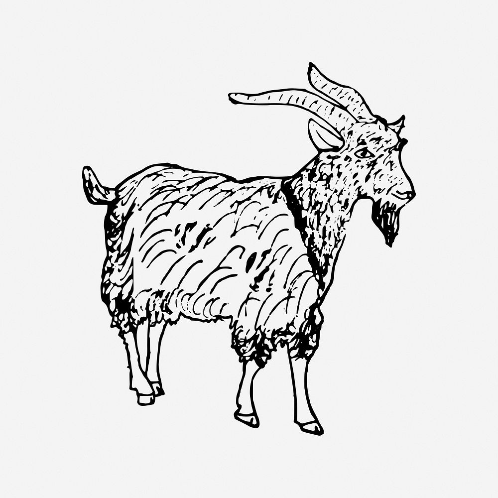 Goat, black & white illustration. Free public domain CC0 image.