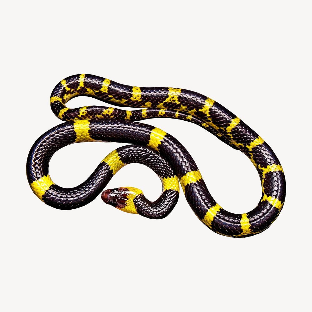 Snake clipart, animal illustration vector. Free public domain CC0 image