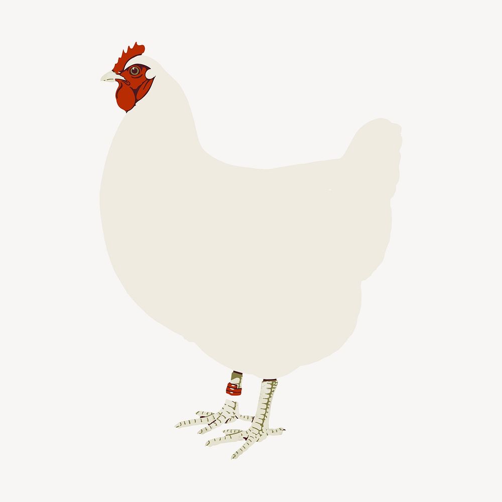 White chicken clipart, animal illustration vector. Free public domain CC0 image