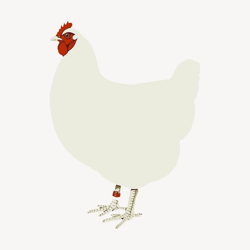 White chicken clipart, animal illustration psd. Free public domain CC0 image