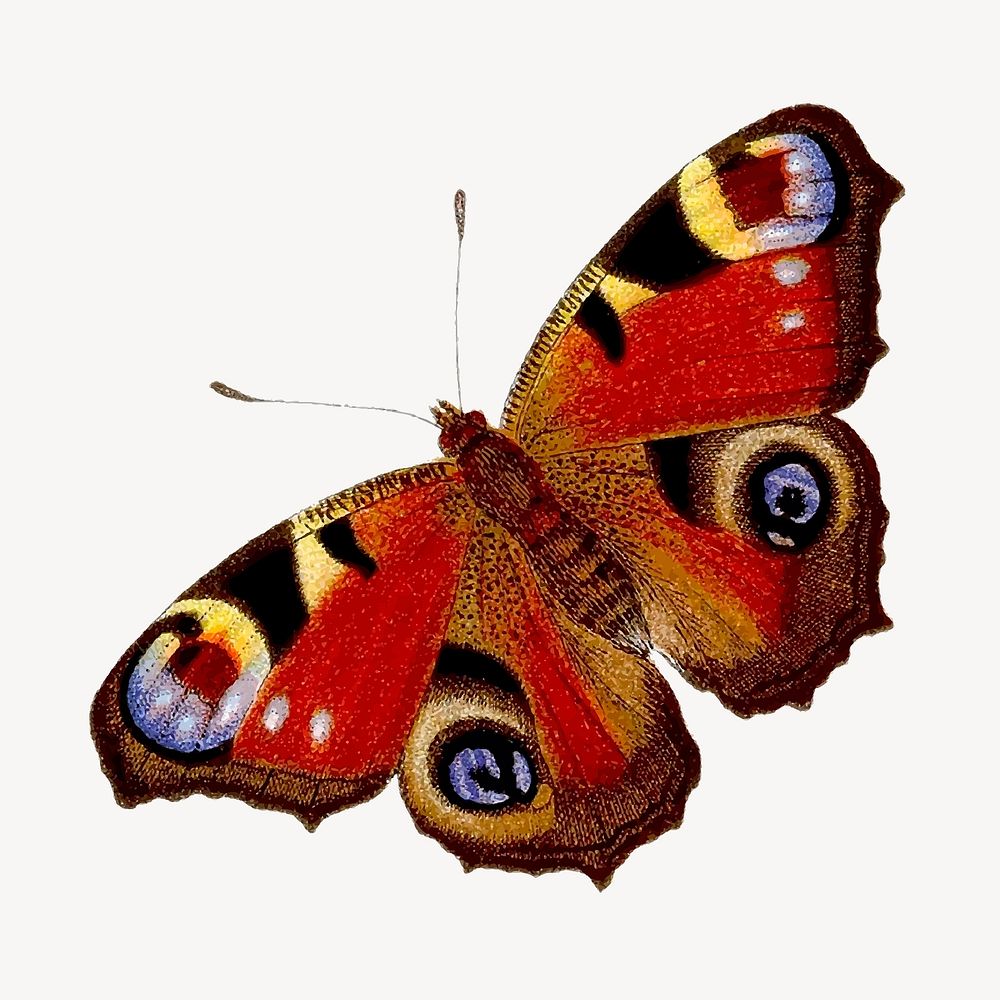 Butterfly clipart, animal illustration vector. Free public domain CC0 image