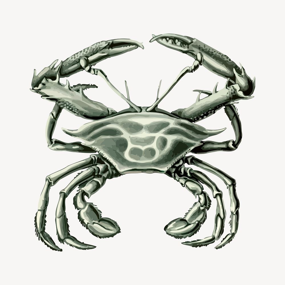 Crab, animal illustration. Free public domain CC0 image