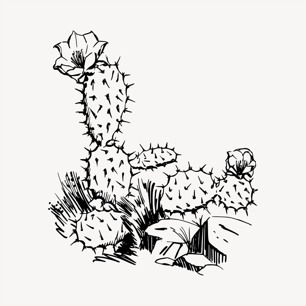 Cactus clipart illustration vector. Free public domain CC0 image