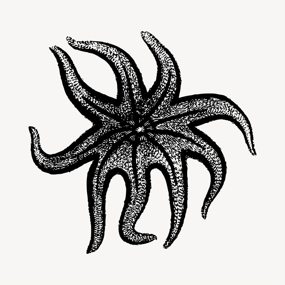 Starfish, animal illustration. Free public domain CC0 image