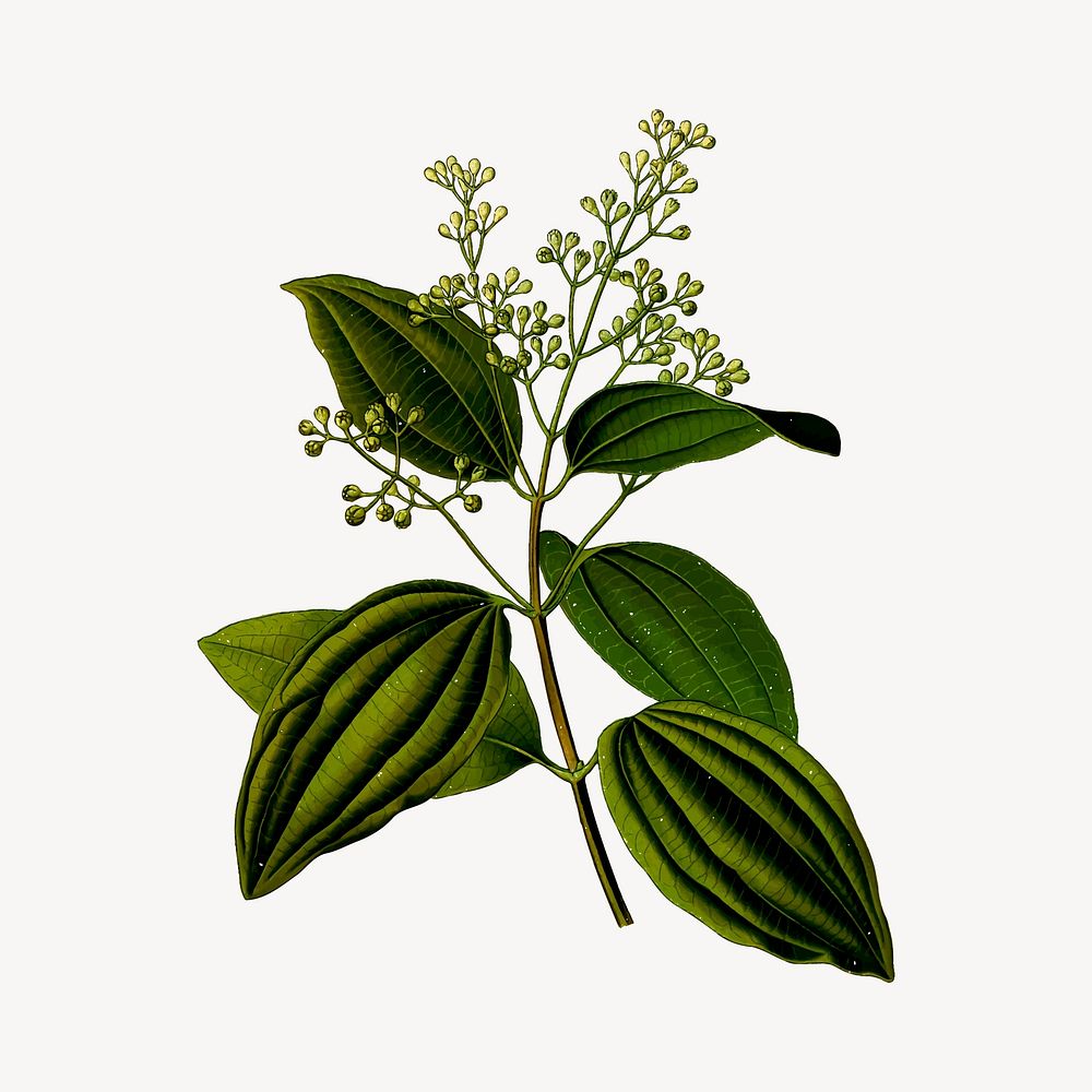 Cinnamon leaf clipart, botanical illustration vector. Free public domain CC0 image