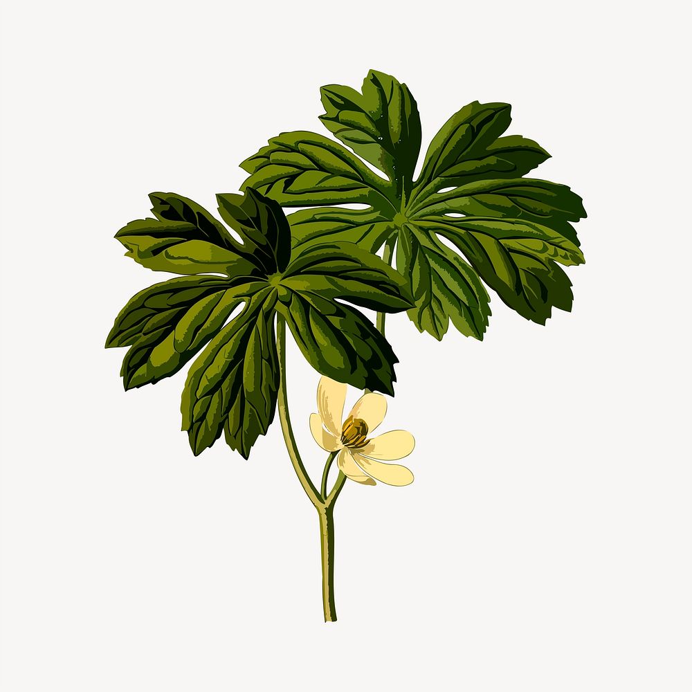 Flower clipart, botanical illustration psd. Free public domain CC0 image