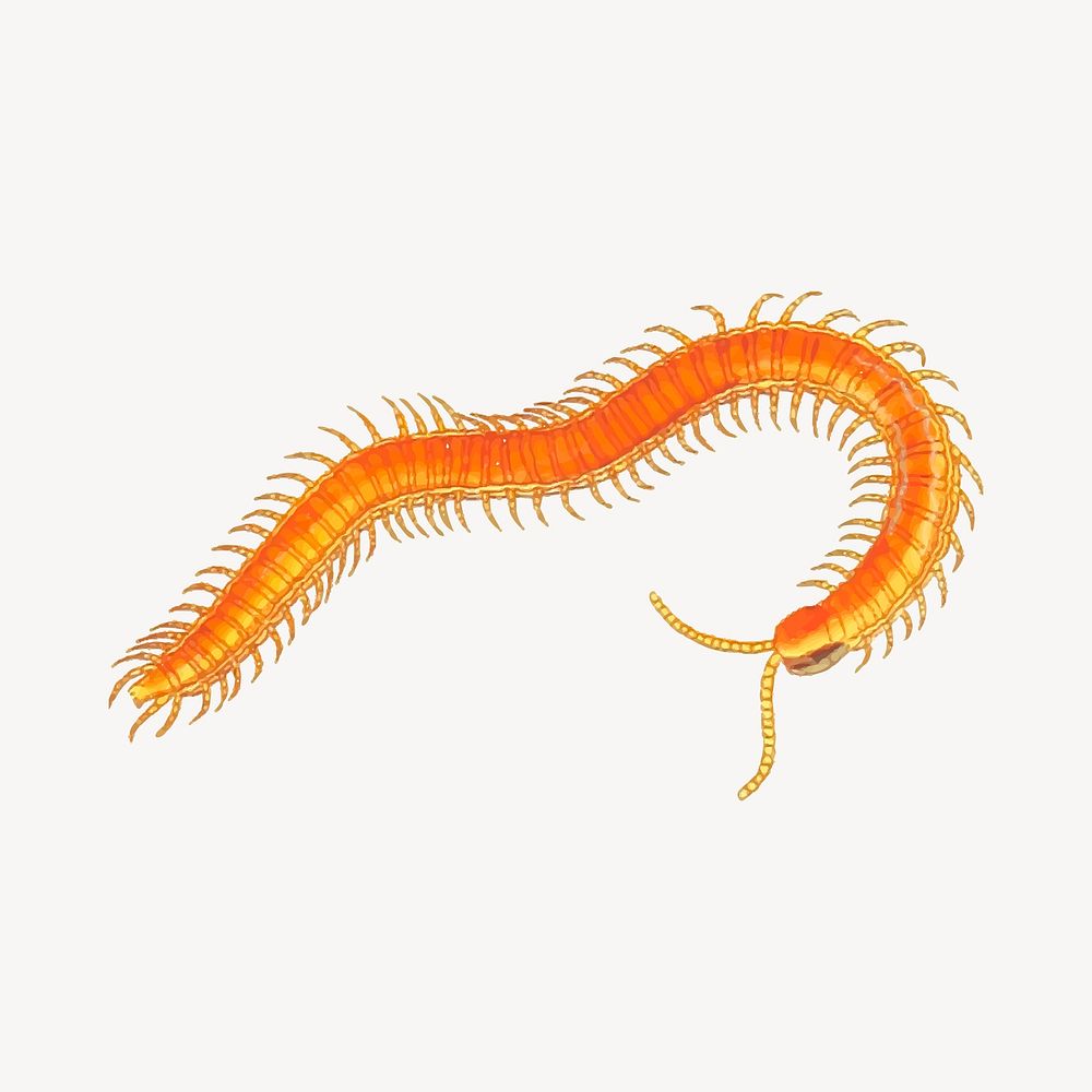 Centipede clipart, animal illustration vector. Free public domain CC0 image