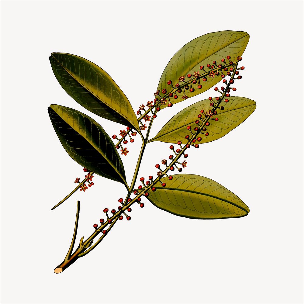 Paraguay Jaborandi leaf clipart, botanical illustration psd. Free public domain CC0 image
