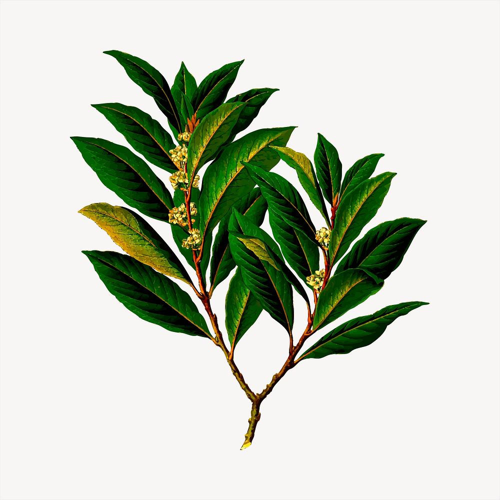 Leaf branch, botanical illustration. Free public domain CC0 image