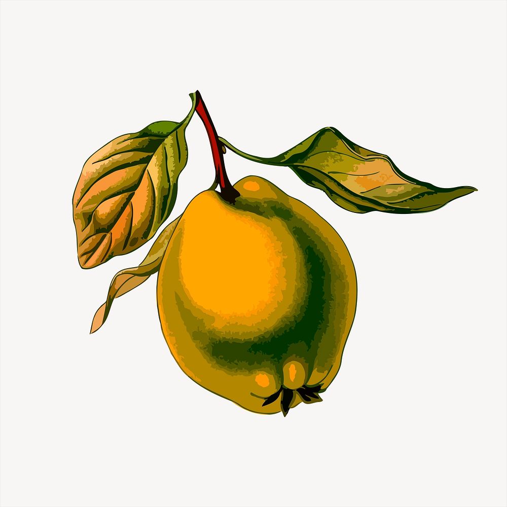 English pear clipart, fruit illustration vector. Free public domain CC0 image