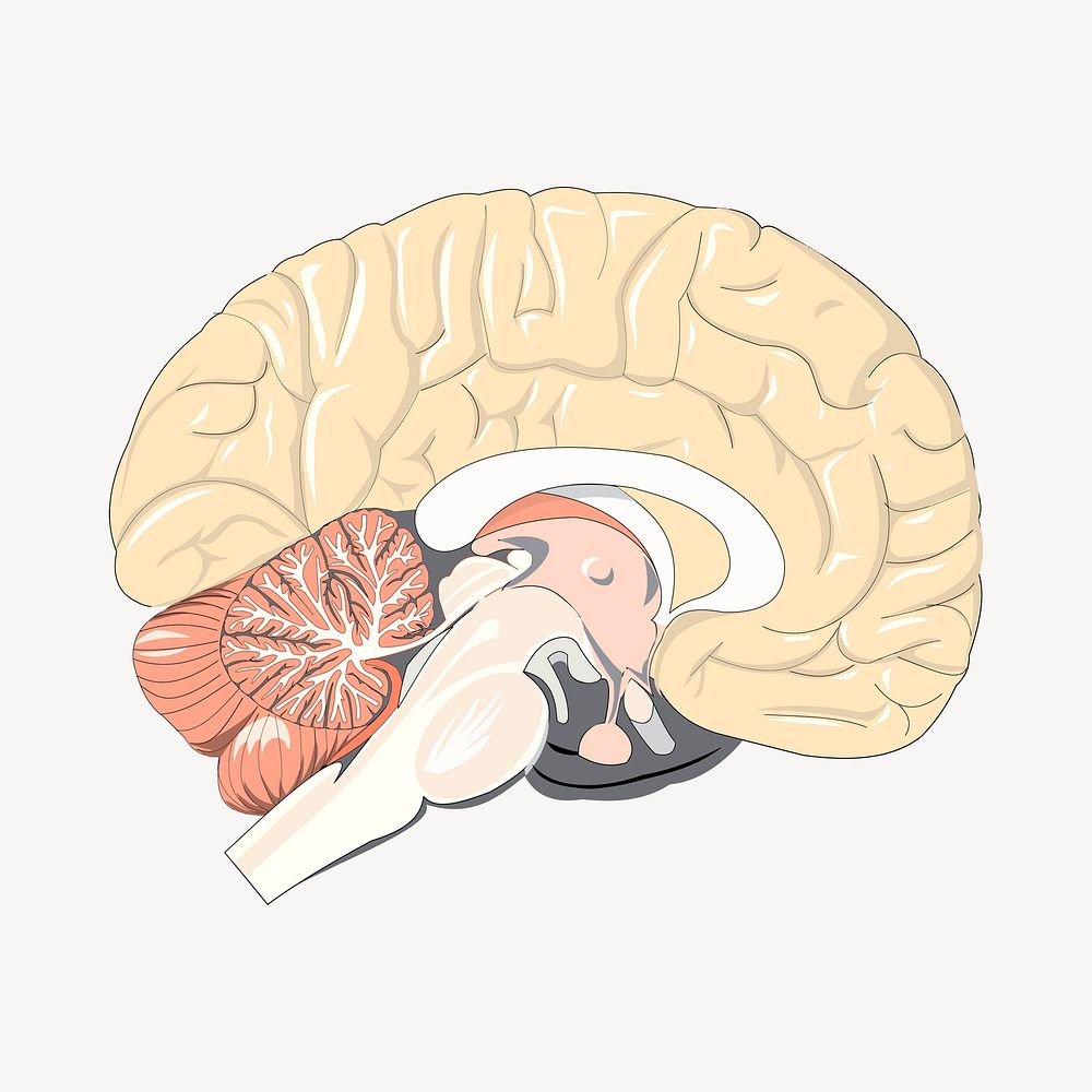 Brain clipart, illustration vector. Free public domain CC0 image.