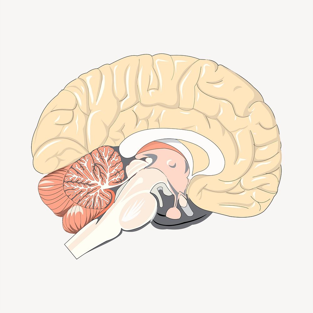 Brain clipart, illustration psd. Free public domain CC0 image.