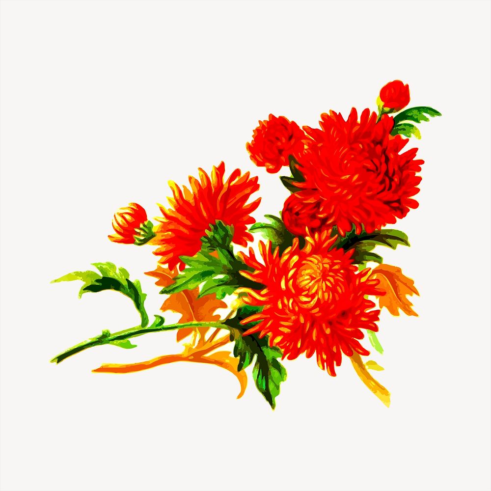 Flower, botanical illustration. Free public domain CC0 image