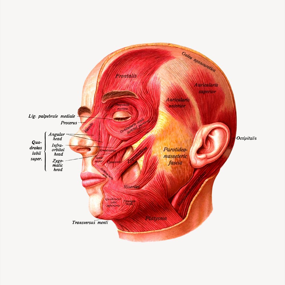 Head anatomy clipart vector. Free public domain CC0 image