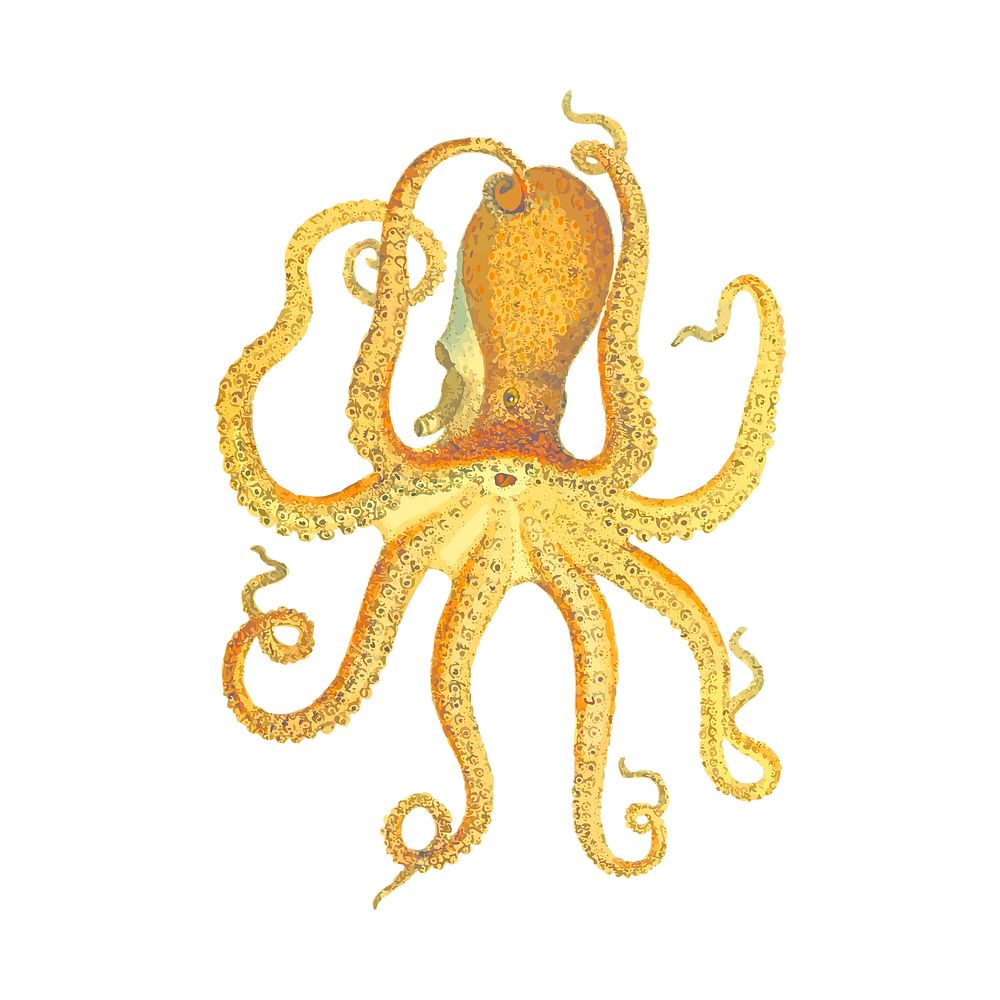 Octopus clipart, animal illustration vector. Free public domain CC0 image