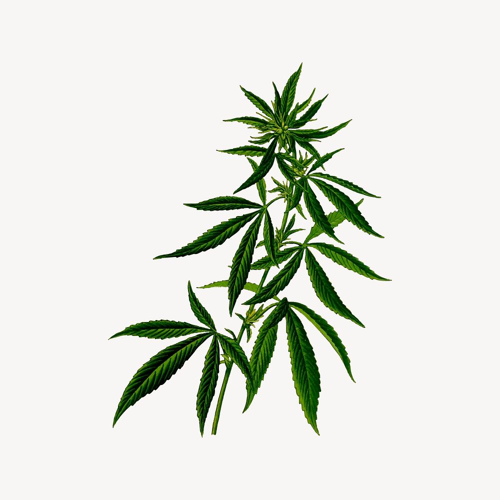 Cannabis clipart, nature illustration psd. Free public domain CC0 image.