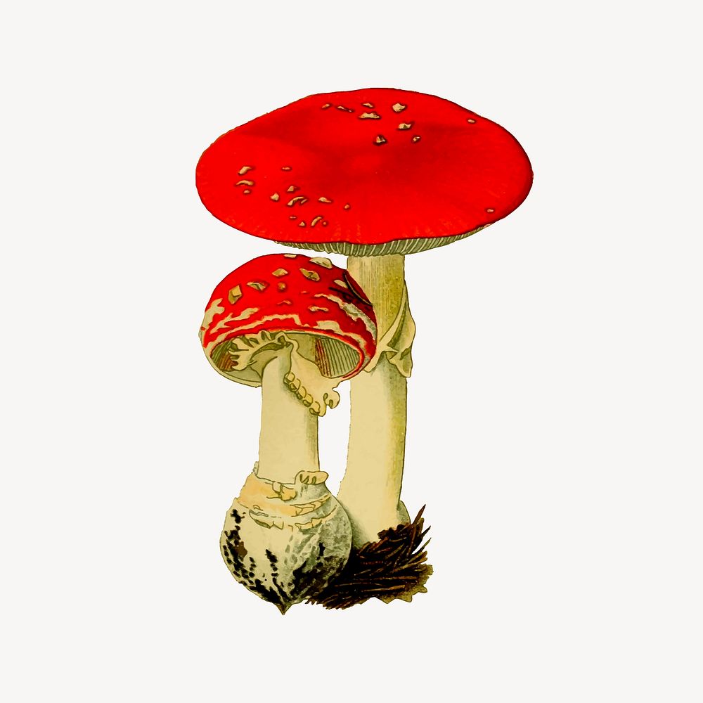 Poisonous mushrooms clipart, vintage illustration psd. Free public domain CC0 image.