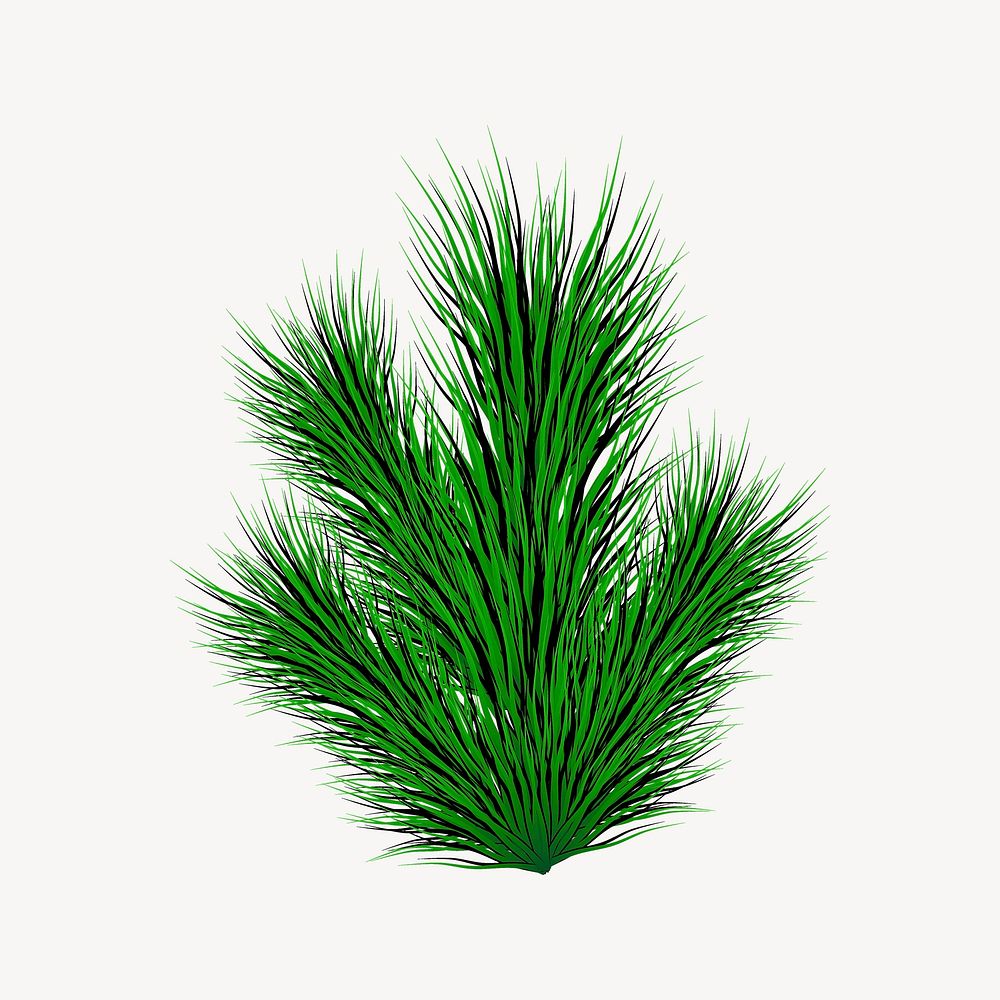 Pine leaf clip art, nature illustration. Free public domain CC0 image.